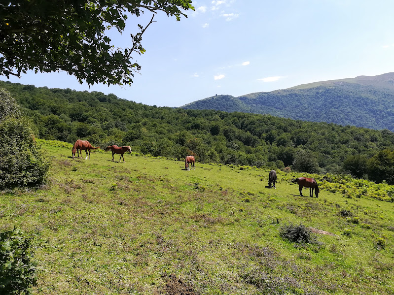 Horses grazing in a green field