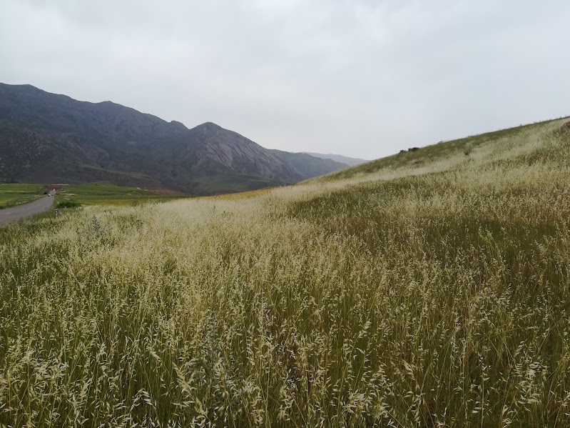 Grassy field in a mountain valley