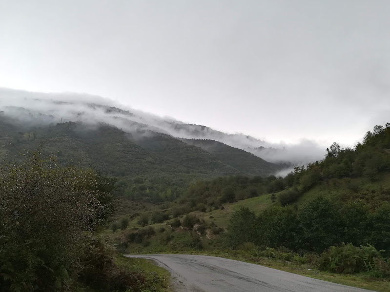 Misty road in a forest